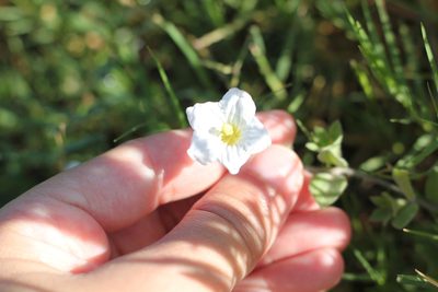 Nierembergia calycina, photographed by Romi Galeota Lencina