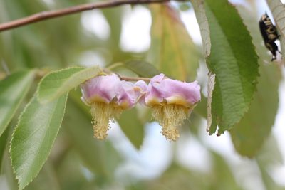 Luehea divaricata, photographed by Romi Galeota Lencina