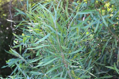 Labatia salicifolia, photographed by Romi Galeota Lencina