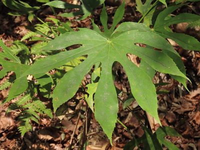 Fatsia polycarpa, photographed by chiuluan
