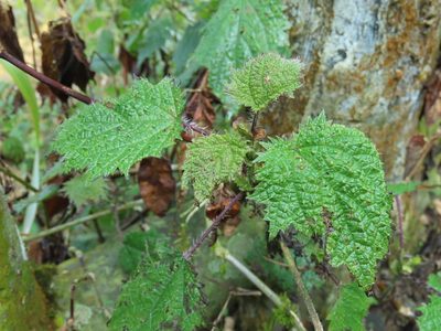 Urtica thunbergiana, photographed by chiuluan