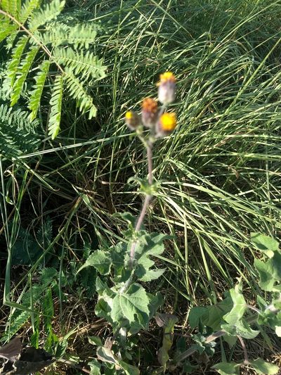 Simsia eurylepis, photographed by Juan Cruzado Cortés
