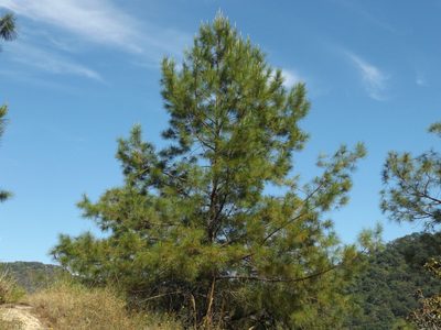 Pinus jaliscana, photographed by Dante S. Figueroa