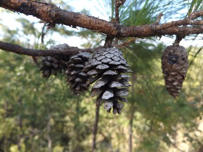 Pinus jaliscana, photographed by Dante S. Figueroa
