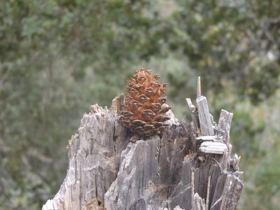 Pinus maximinoi, photographed by Dante S. Figueroa