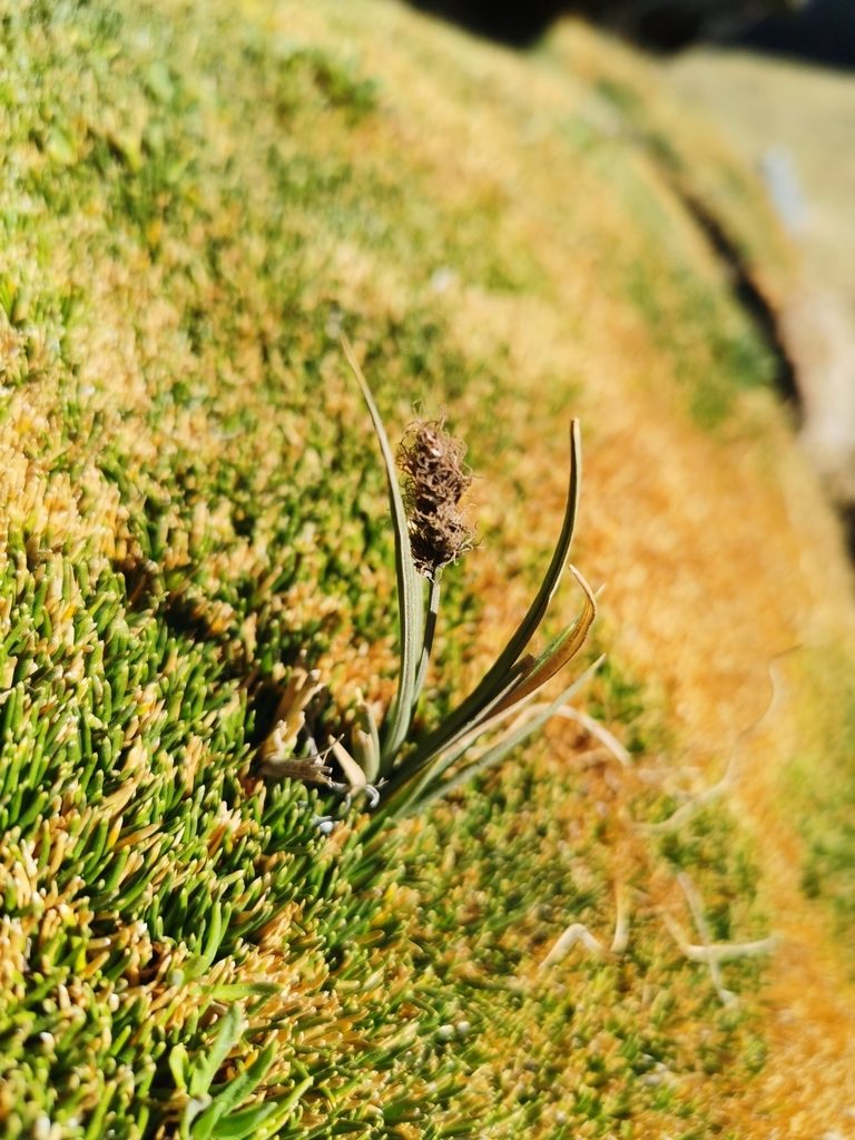Carex gayana, photographed by Aira Francisca Faúndez Fallau