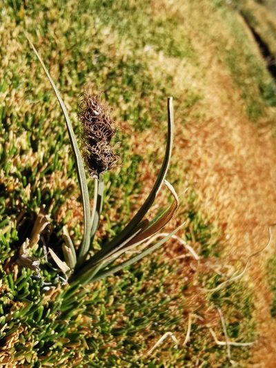 Carex gayana, photographed by Aira Francisca Faúndez Fallau