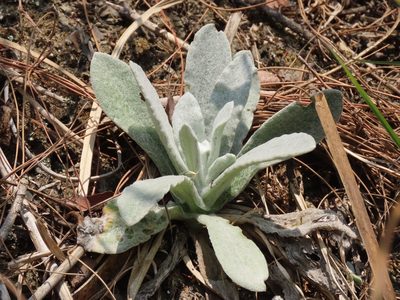 Pseudognaphalium adnatum, photographed by chiuluan
