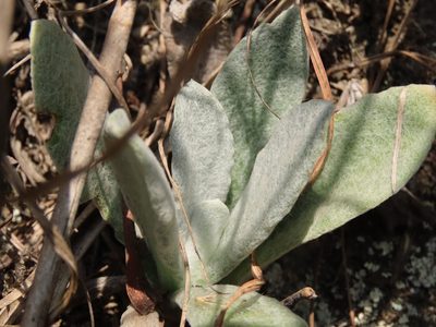 Pseudognaphalium adnatum, photographed by chiuluan