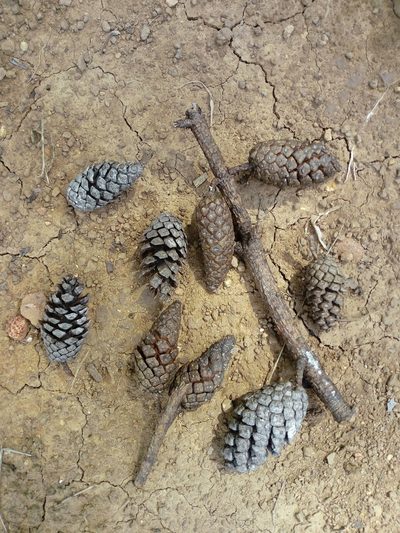 Pinus jaliscana, photographed by Dante S. Figueroa