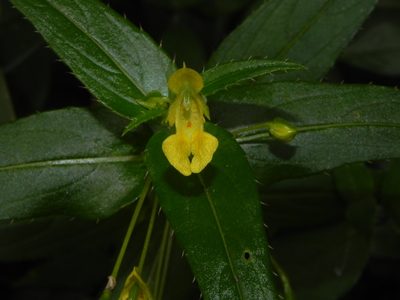 Impatiens dalzellii, photographed by S.MORE
