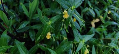 Impatiens dalzellii, photographed by S.MORE