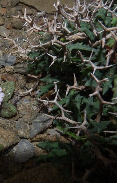 Launaea cervicornis, photographed by Julien Tchilinguirian
