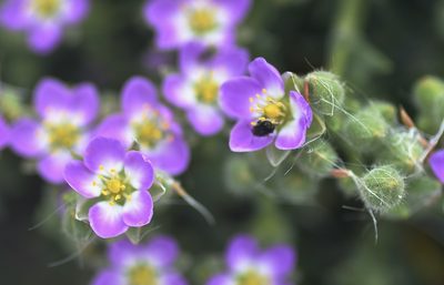 Spergularia macrotheca, photographed by Jim Riley