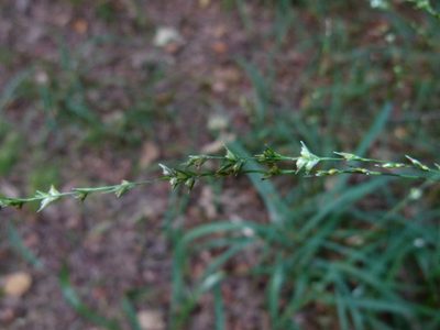 Diarrhena americana, photographed by botanygirl