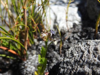 Lobelia jasionoides, photographed by Matthew Fainman