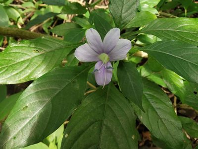 Barleria terminalis, photographed by S.MORE