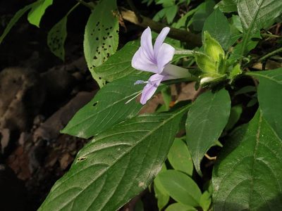 Barleria terminalis, photographed by S.MORE