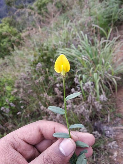 Crotalaria clarkei, photographed by S.MORE
