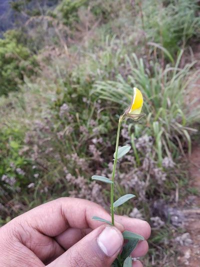 Crotalaria clarkei, photographed by S.MORE