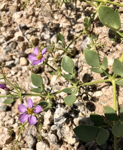 Zygophyllum pachyacanthum, photographed by nmoorhatch