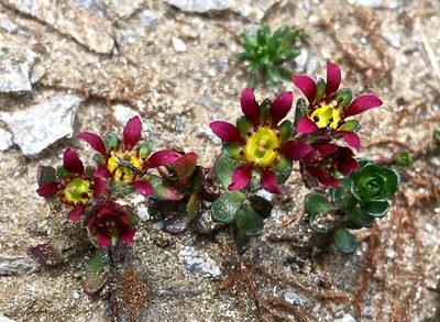 Saxifraga biflora, photographed by Karsten Rohweder