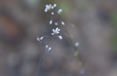 Thysanocarpus laciniatus, photographed by Millie Basden