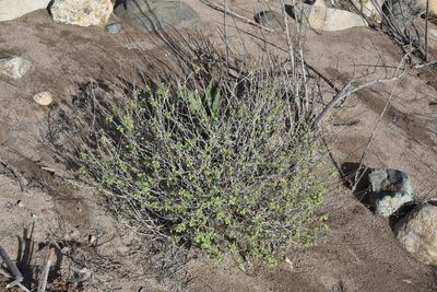 Encelia asperifolia, photographed by Alan Rockefeller