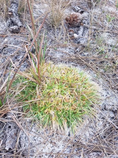 Paepalanthus beyrichianus, photographed by Scott Ward