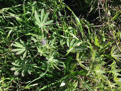 Lupinus guadalupensis, photographed by Adam J. Searcy