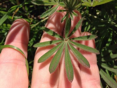 Lupinus guadalupensis, photographed by Adam J. Searcy