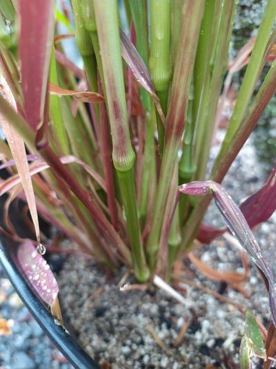 Setaria italica, photographed by Paul Bell-Butler