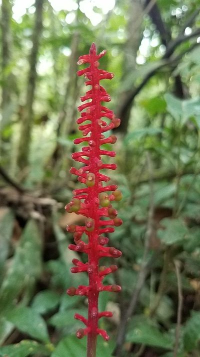 Palicourea subspicata, photographed by Alan Rockefeller