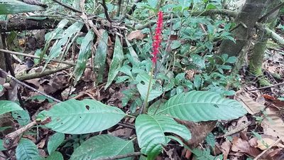 Palicourea subspicata, photographed by Alan Rockefeller
