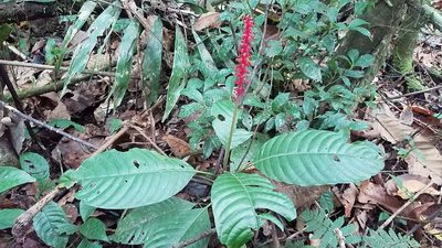 Palicourea subspicata, photographed by Alan Rockefeller