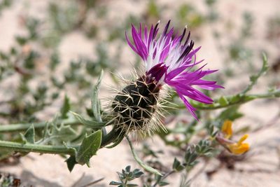 Centaurea sphaerocephala, photographed by jfgodeau