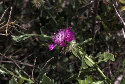 Centaurea sphaerocephala, photographed by jfgodeau