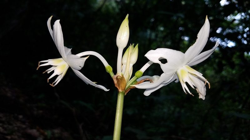 Urceolina formosa, photographed by Alan Rockefeller