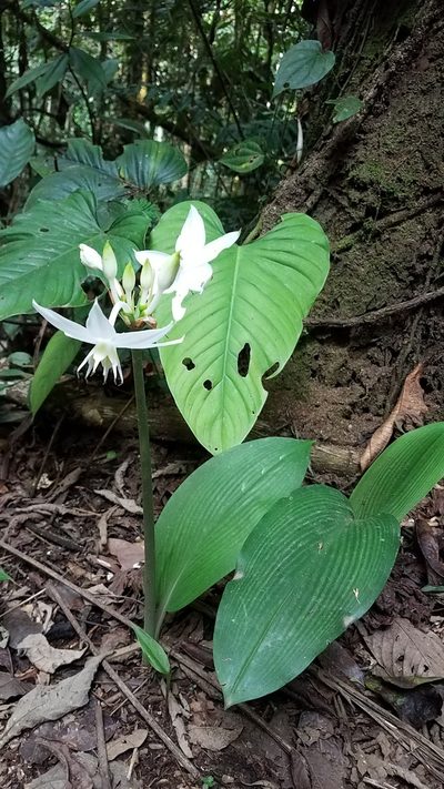 Urceolina formosa, photographed by Alan Rockefeller