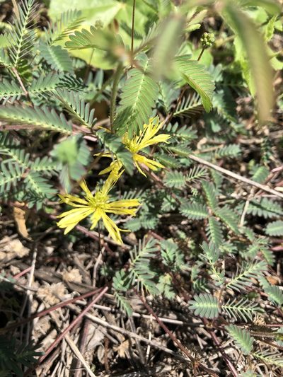 Neptunia gracilis, photographed by elawrey