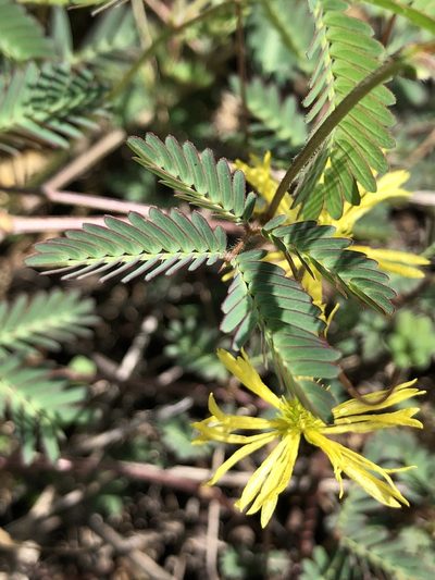 Neptunia gracilis, photographed by elawrey