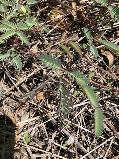 Neptunia gracilis, photographed by elawrey