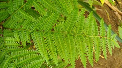 Pteris tripartita, photographed by Dana Lee Ling
