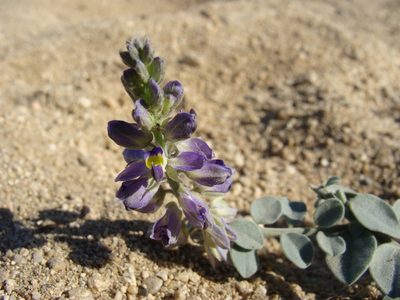 Polygala xanti, photographed by Alexis López Hernández