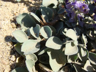 Polygala xanti, photographed by Alexis López Hernández