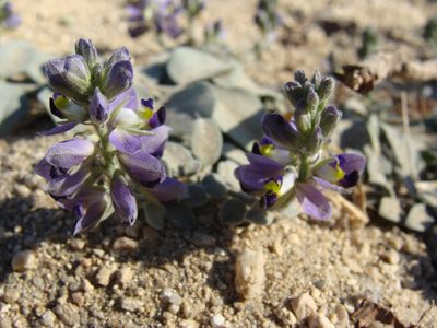 Polygala xanti, photographed by Alexis López Hernández