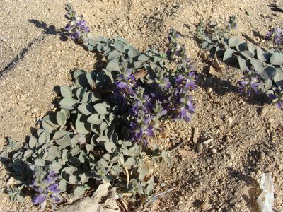Polygala xanti, photographed by Alexis López Hernández