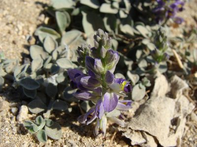 Polygala xanti, photographed by Alexis López Hernández