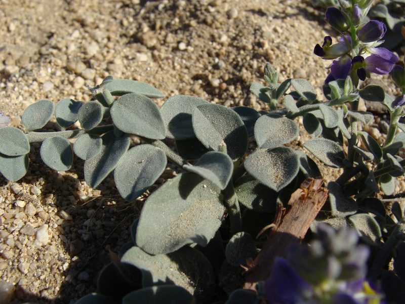 Polygala xanti, photographed by Alexis López Hernández