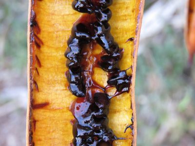 Senna quinquangulata, photographed by Alexis López Hernández